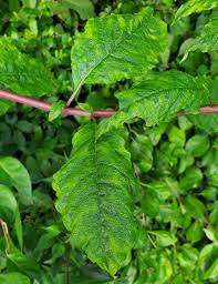 Attēlu rezultāti vaicājumam “Phytolaccaceae”