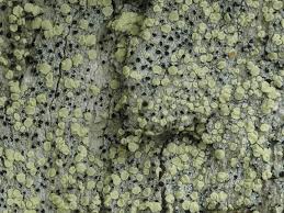 Attēlu rezultāti vaicājumam “Cliostomum corrugatum”