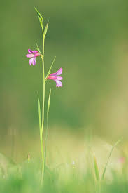 Attēlu rezultāti vaicājumam “Liliaceae”
