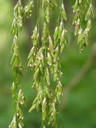 Attēlu rezultāti vaicājumam “Glyceria lithuanica”