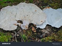 Attēlu rezultāti vaicājumam “Tyromyces chioneus”