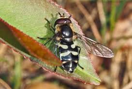 Attēlu rezultāti vaicājumam “Didea alneti”