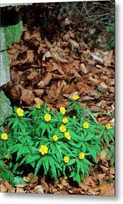 Attēlu rezultāti vaicājumam “Anemone ranunculoides leaf”