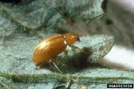 Attēlu rezultāti vaicājumam “Aphis jacobaeae”