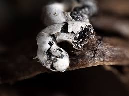 Attēlu rezultāti vaicājumam “Physarum bitectum”