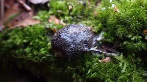 Attēlu rezultāti vaicājumam “Siphoptychium violaceum”