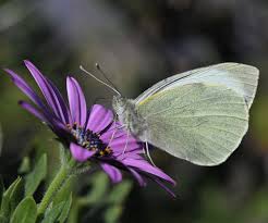 Attēlu rezultāti vaicājumam “Pieris brassicae female”