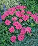 <b>Monarda</b> didyma Images