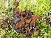 Attēlu rezultāti vaicājumam “Otidea bufonia”