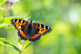 Attēlu rezultāti vaicājumam “Aglais urticae upperside”