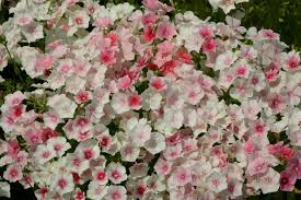 Image result for Phlox drummondii