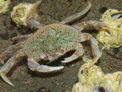 Image result for Metacarcinus magister