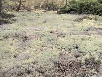 Attēlu rezultāti vaicājumam “Cladonia stellaris”