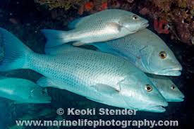 Image result for Lutjanus griseus