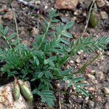 Attēlu rezultāti vaicājumam “Astragalus arenarius leaf”