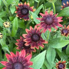 Image result for Rudbeckia