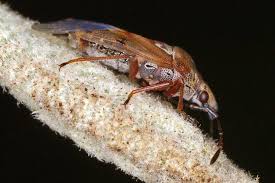 Attēlu rezultāti vaicājumam “Kleidocerys resedae imago”