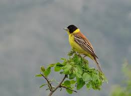 Image result for Emberiza melanocephala