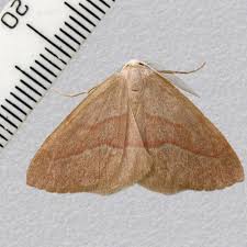 Attēlu rezultāti vaicājumam “Hylaea fasciaria”