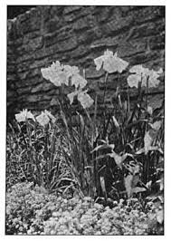 Attēlu rezultāti vaicājumam “Iris rosenbachiana flower”