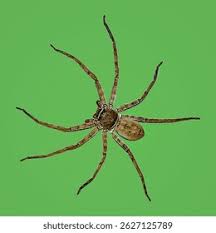 Attēlu rezultāti vaicājumam “Sparassidae”