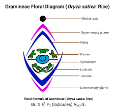 Attēlu rezultāti vaicājumam “Gramineae”
