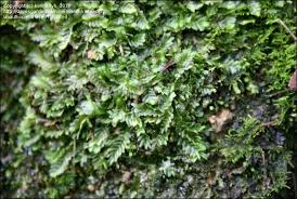 Attēlu rezultāti vaicājumam “Chiloscyphus”