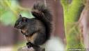 BBC News - Black squirrels' slow scamper to dominate