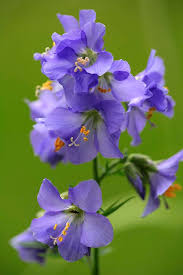 Attēlu rezultāti vaicājumam “Polemonium caeruleum flower”