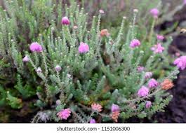 Attēlu rezultāti vaicājumam “Erica tetralix fruit”