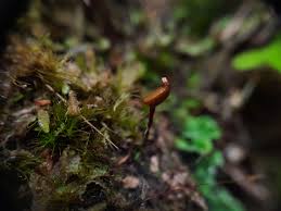 Attēlu rezultāti vaicājumam “Buxbaumia aphylla”