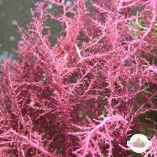 Attēlu rezultāti vaicājumam “Rhodophyta”