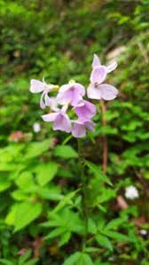 Attēlu rezultāti vaicājumam “Cardamine bulbifera”