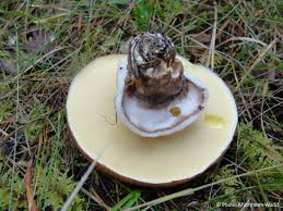 Attēlu rezultāti vaicājumam “Suillus luteus”