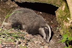 Attēlu rezultāti vaicājumam “Meles meles”