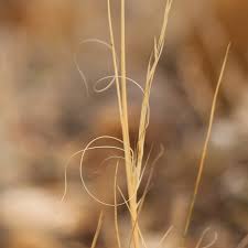 Attēlu rezultāti vaicājumam “Comatricha ellae stalked”