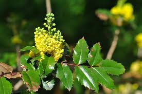 Attēlu rezultāti vaicājumam “Mahonia aquifolium”