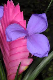 Image result for tillandsia umbellata