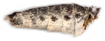 Attēlu rezultāti vaicājumam “Spargania luctuata”