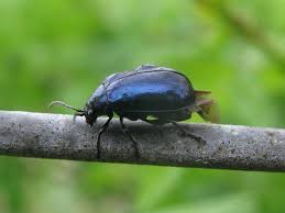 Attēlu rezultāti vaicājumam “Agelastica alni”