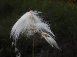 Attēlu rezultāti vaicājumam “Eriophorum angustifolium”