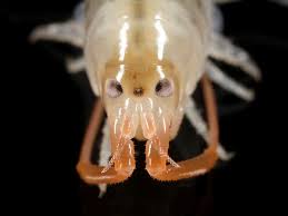 Attēlu rezultāti vaicājumam “Talitrus saltator”