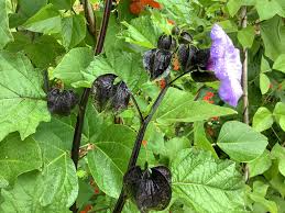 Attēlu rezultāti vaicājumam “Nicandra physalodes fruit”