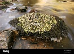 Attēlu rezultāti vaicājumam “Dermatocarpon luridum”