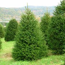 Attēlu rezultāti vaicājumam “Picea abies”