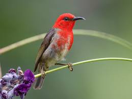 Attēlu rezultāti vaicājumam “Myurella julacea”