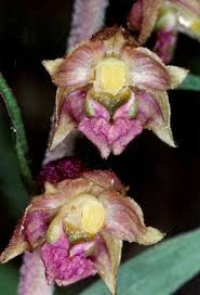 Attēlu rezultāti vaicājumam “Epipactis atrorubens bud”