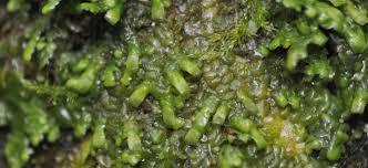 Attēlu rezultāti vaicājumam “Radula complanata sporophyte”