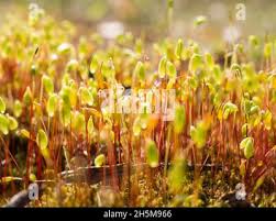 Attēlu rezultāti vaicājumam “Pohlia nutans sporophyte”