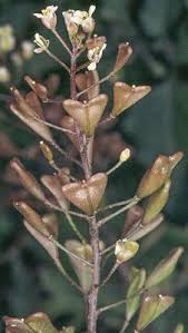 Attēlu rezultāti vaicājumam “Capsella bursa-pastoris bud”